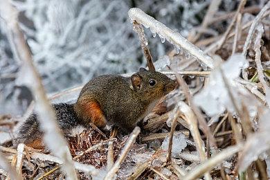 维京时代回合制策略游戏《北境传奇》公布